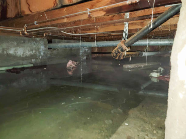 Best Local water damage restoration  in Timberlake, VA