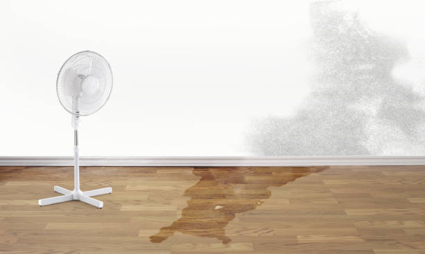 Best Mold removal after water damage  in Timberlake, VA